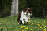 BORDER COLLIE 900
